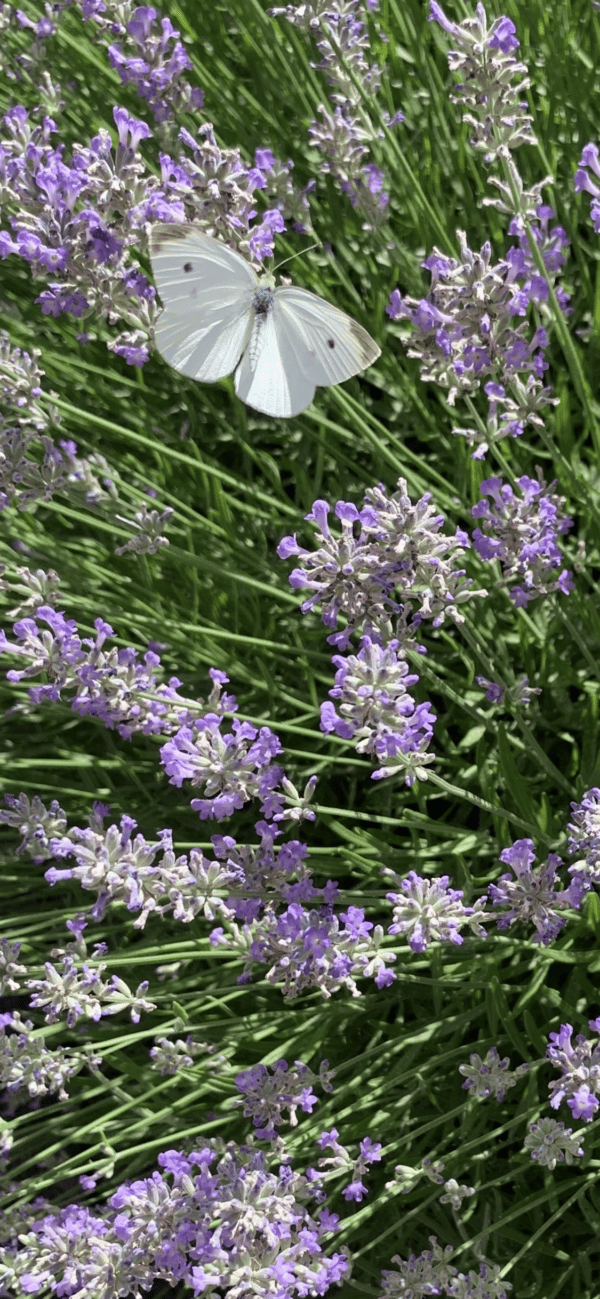 Lavendelsäckchen Lavendelherz Lavendel Duftsäckchen
