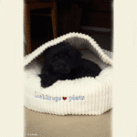 Dekostoff Samt Montevideo Swafing